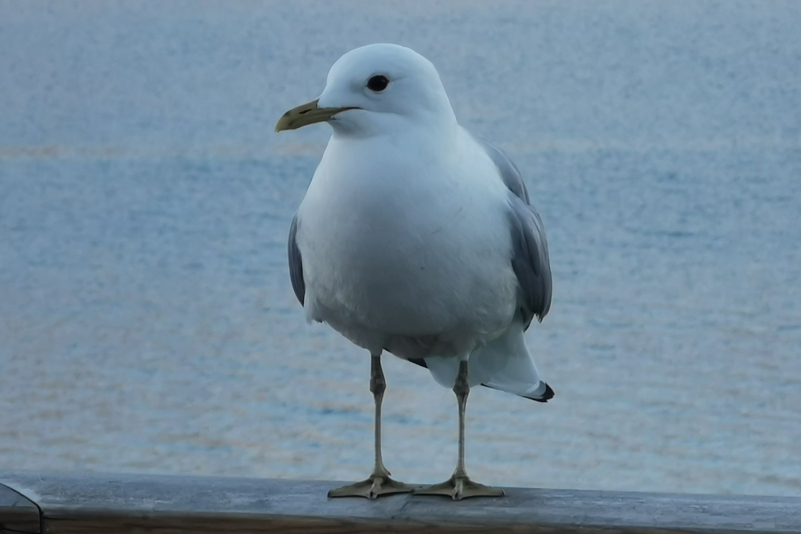 I LUFTEN (2024)